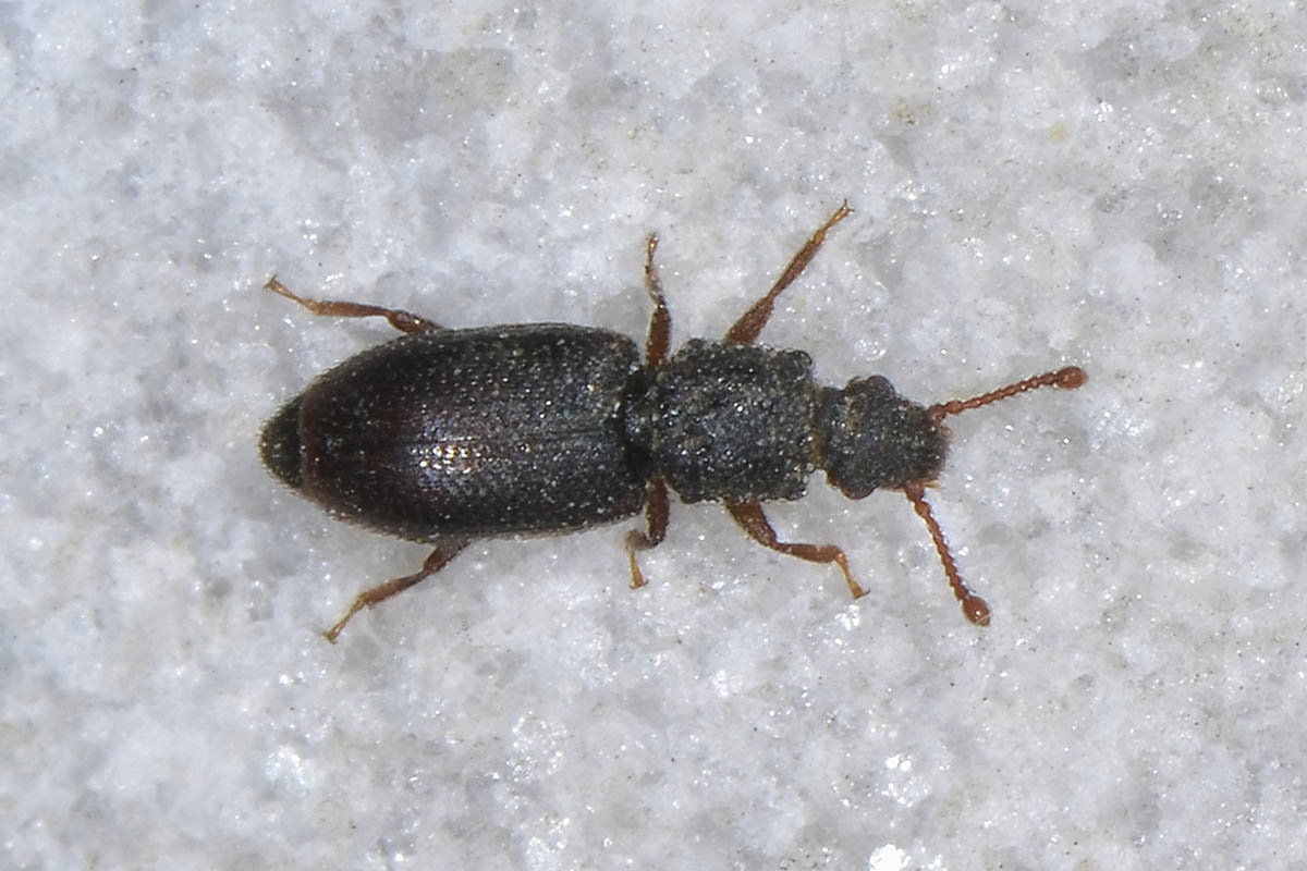 Monotoma sp. - Monotomidae